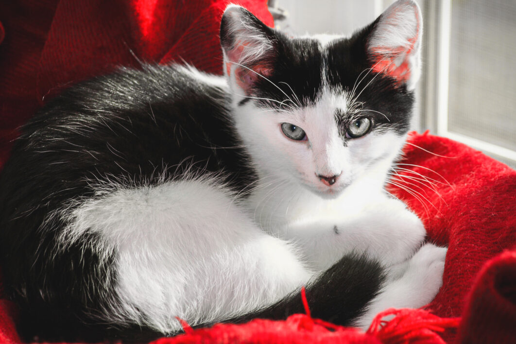 Kitten Feline Animal